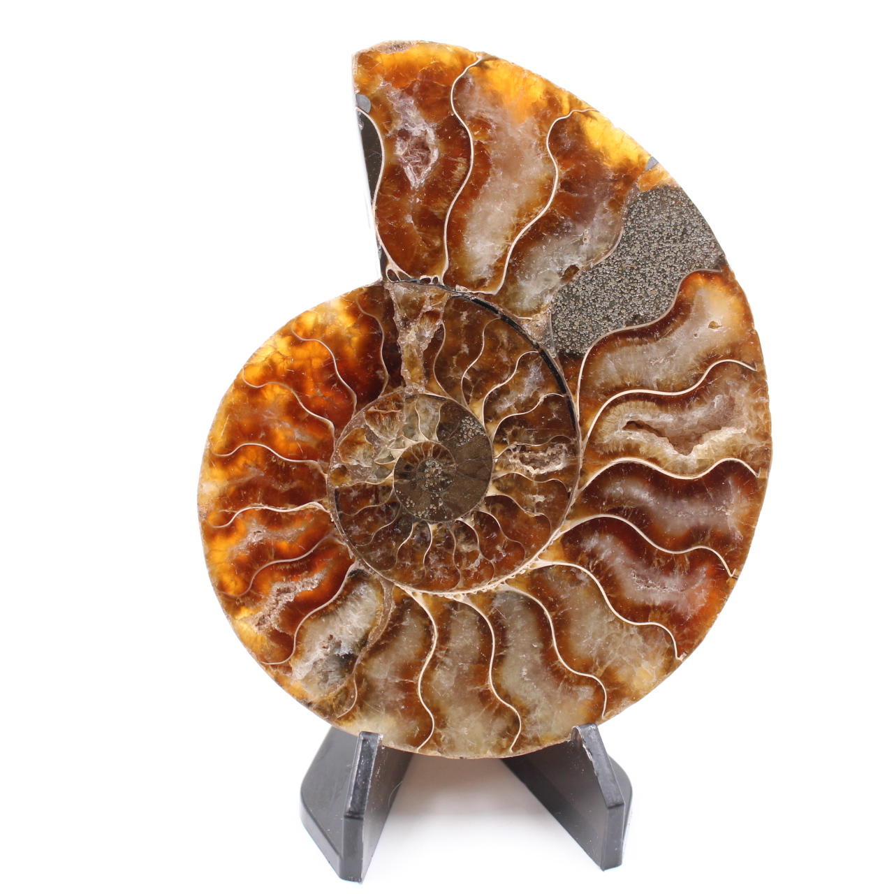 Fossile poli d'Ammonite