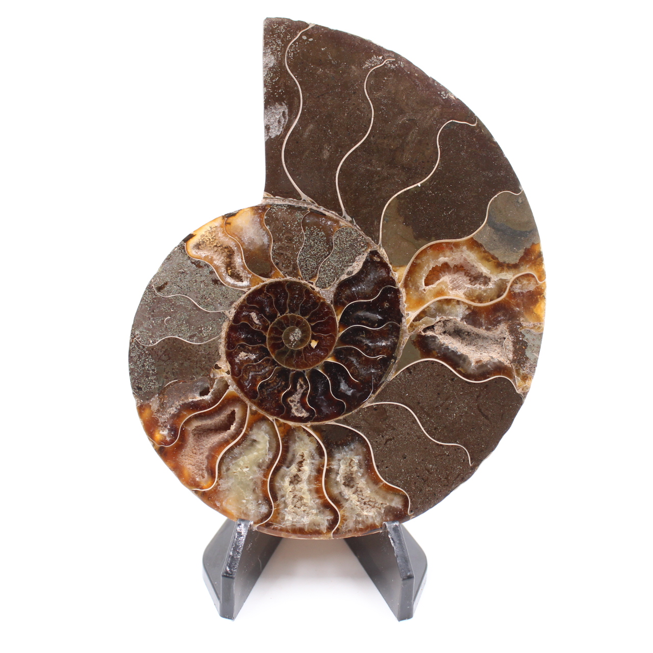 Fossile poli d'Ammonite