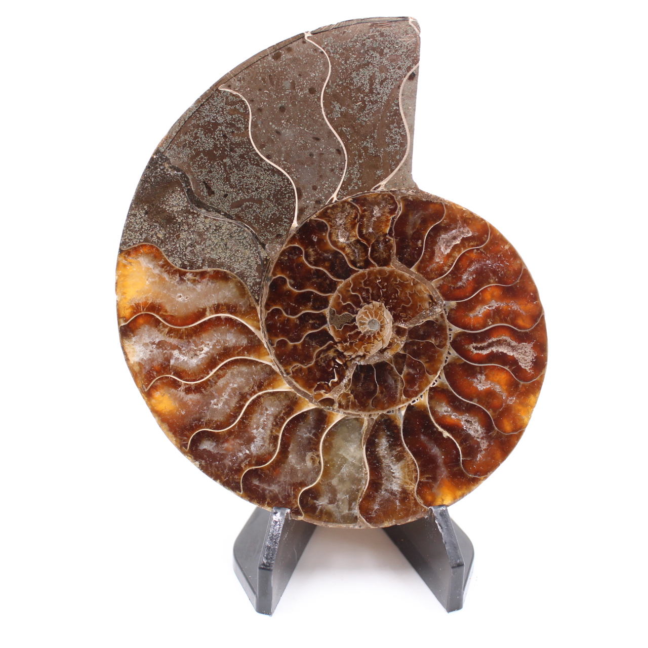 Fossile poli d'Ammonite