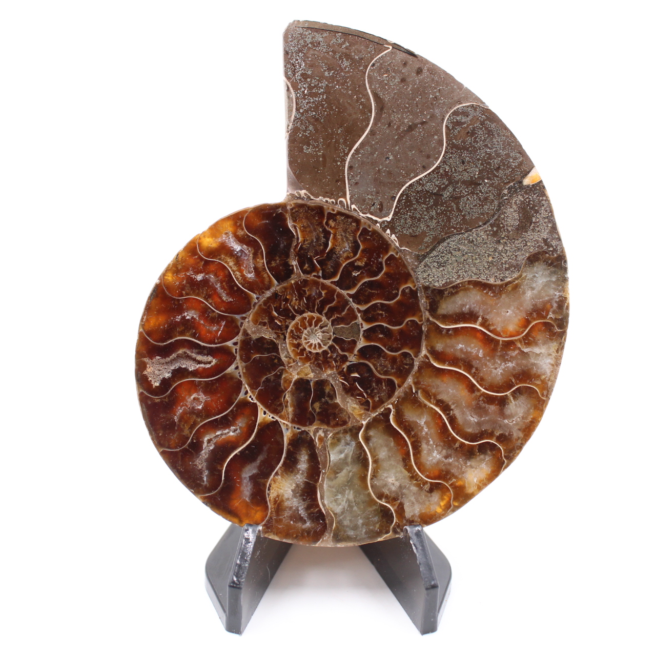 Fossile poli d'Ammonite