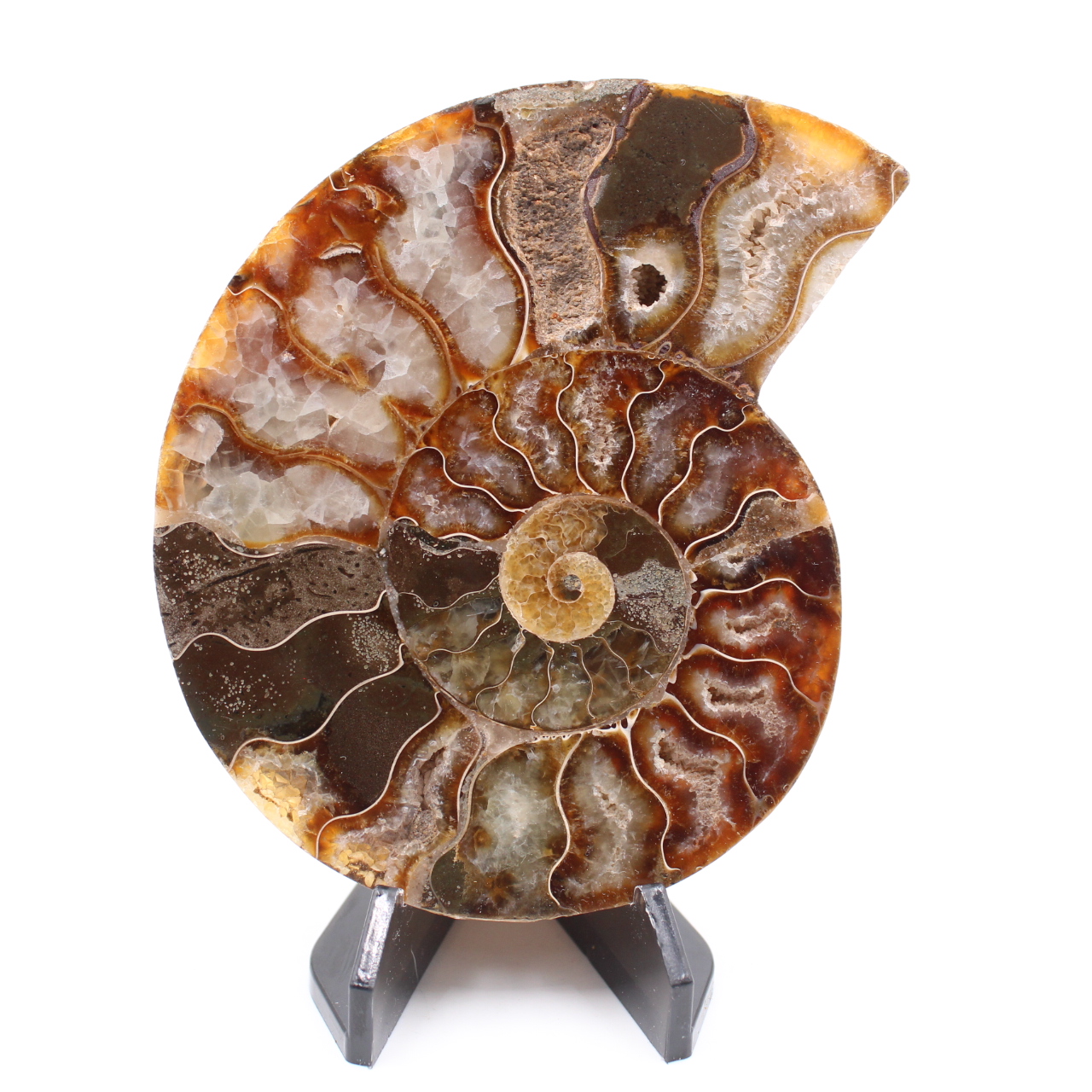 Fossile poli d'Ammonite