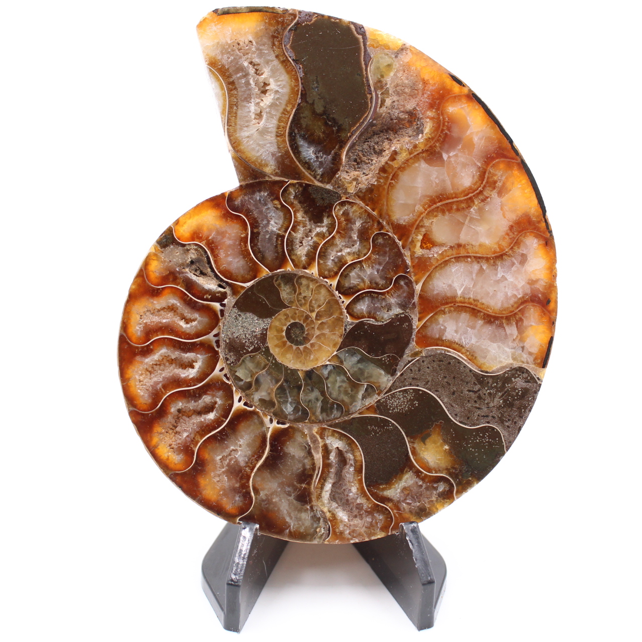 Fossile poli d'Ammonite