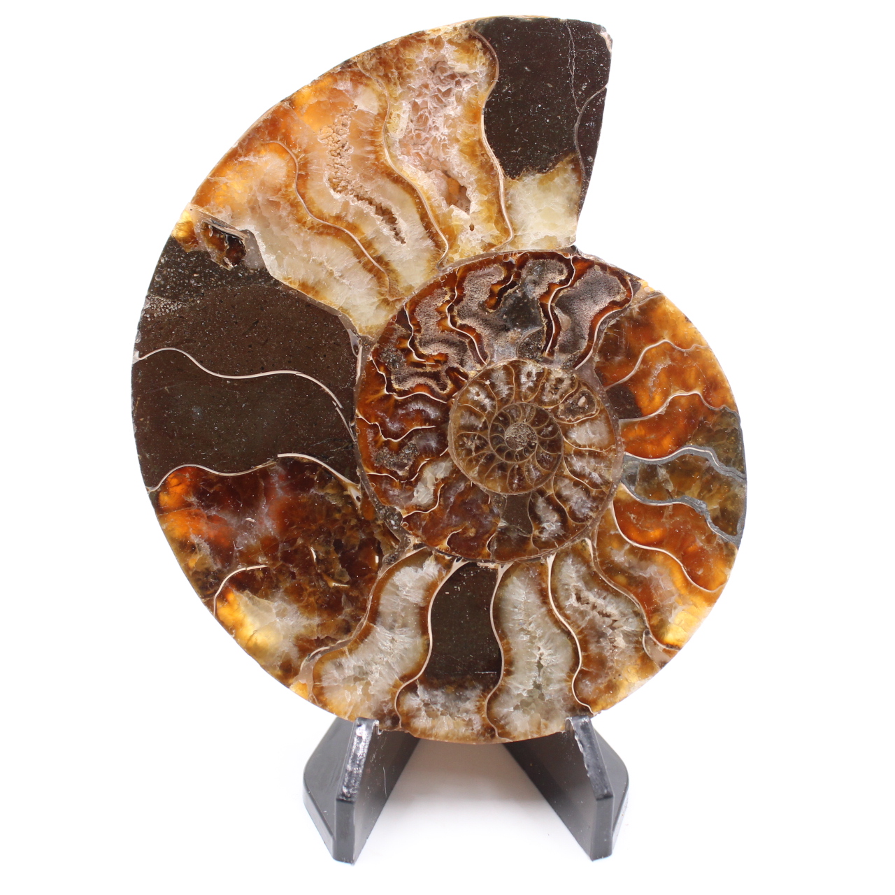 Fossile poli d'Ammonite