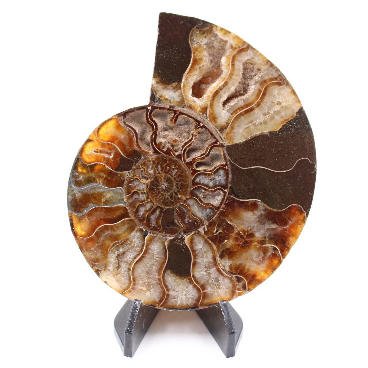 Fossile poli d'Ammonite