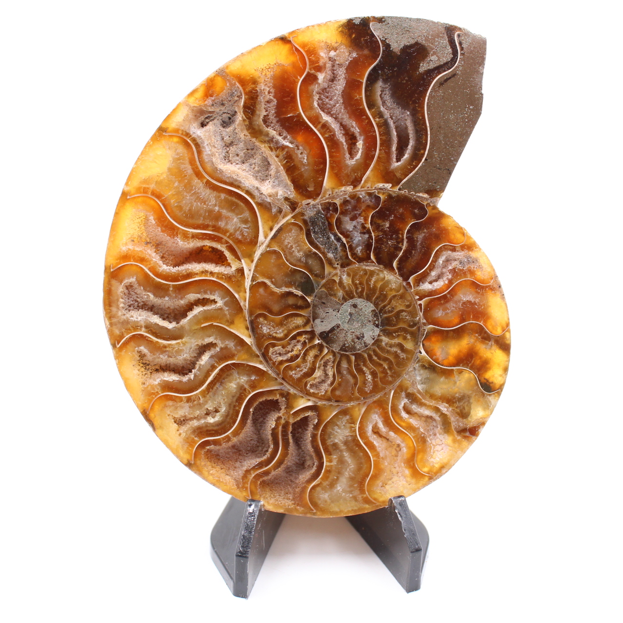Fossile poli d'Ammonite