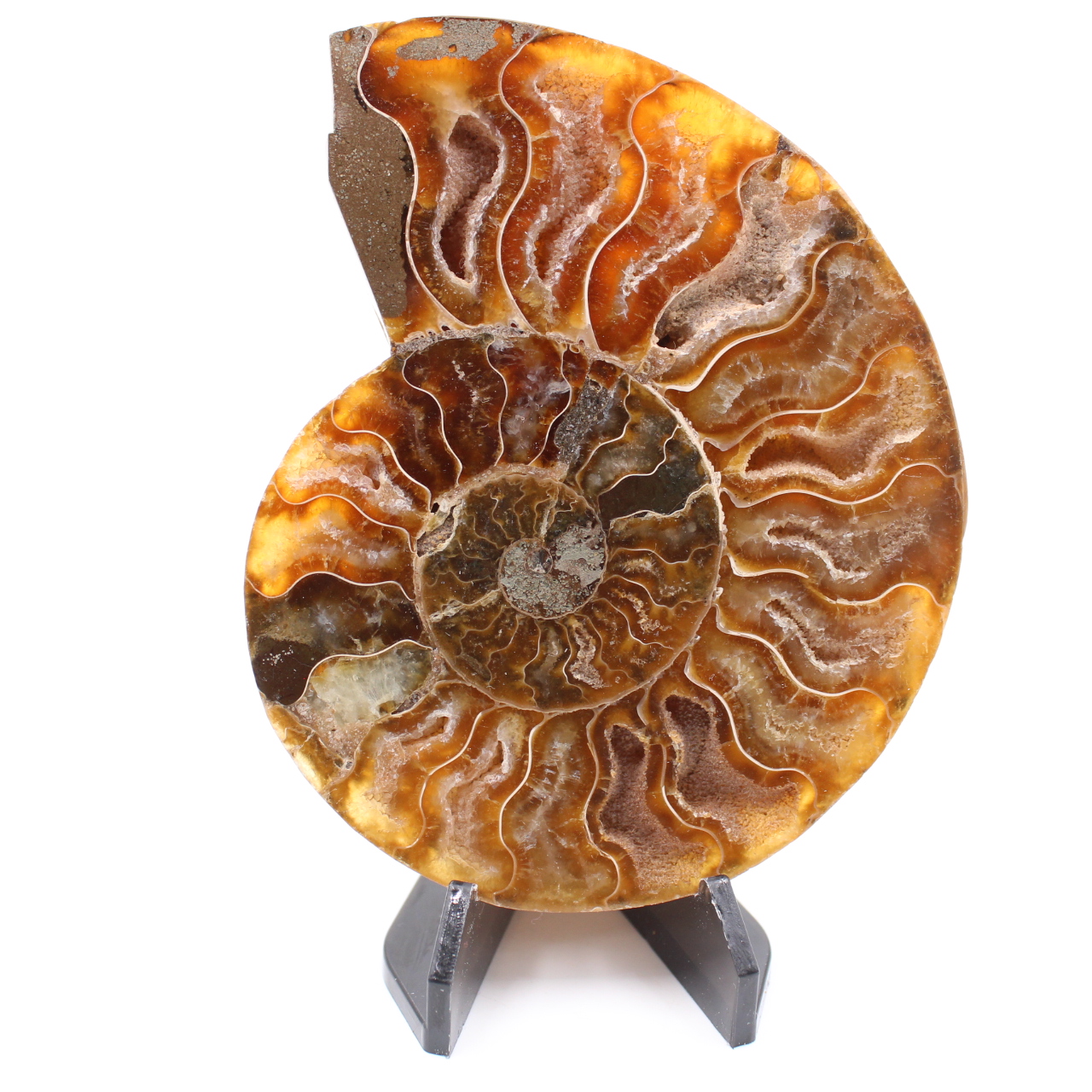 Fossile poli d'Ammonite