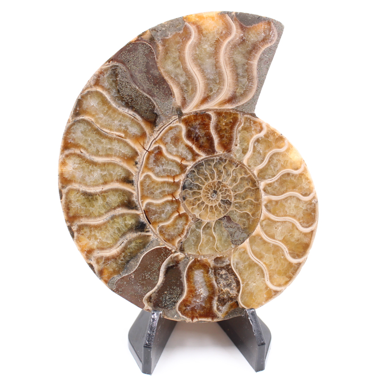 Fossile poli d'Ammonite