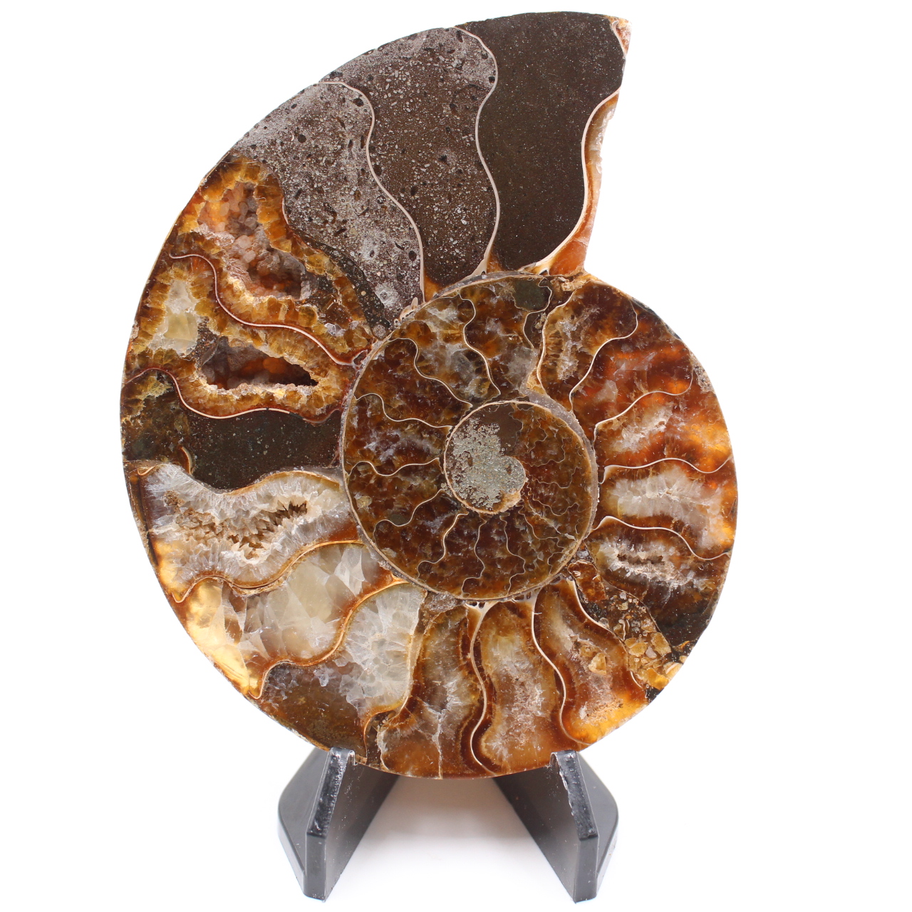 Fossile poli d'Ammonite