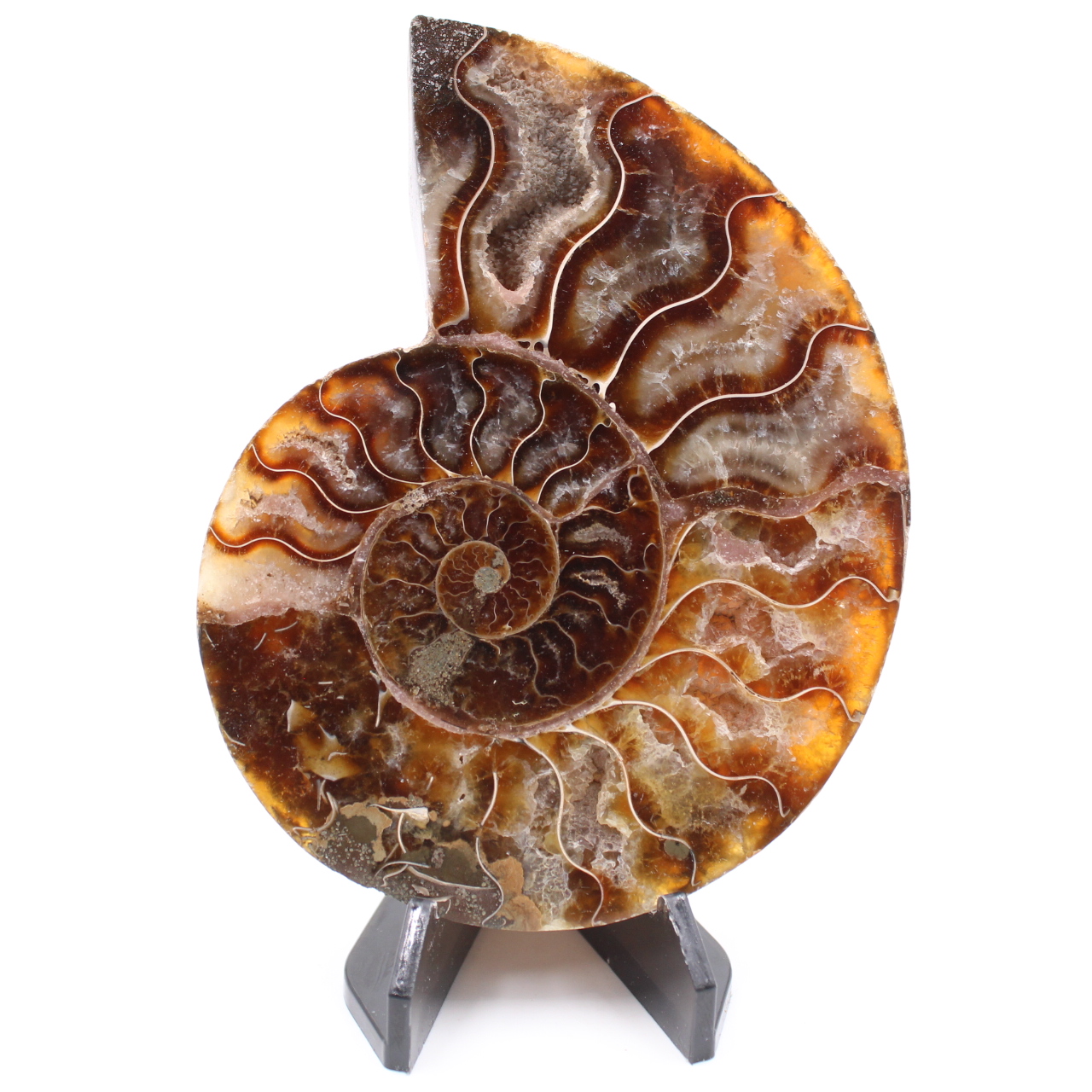 Fossile poli d'Ammonite