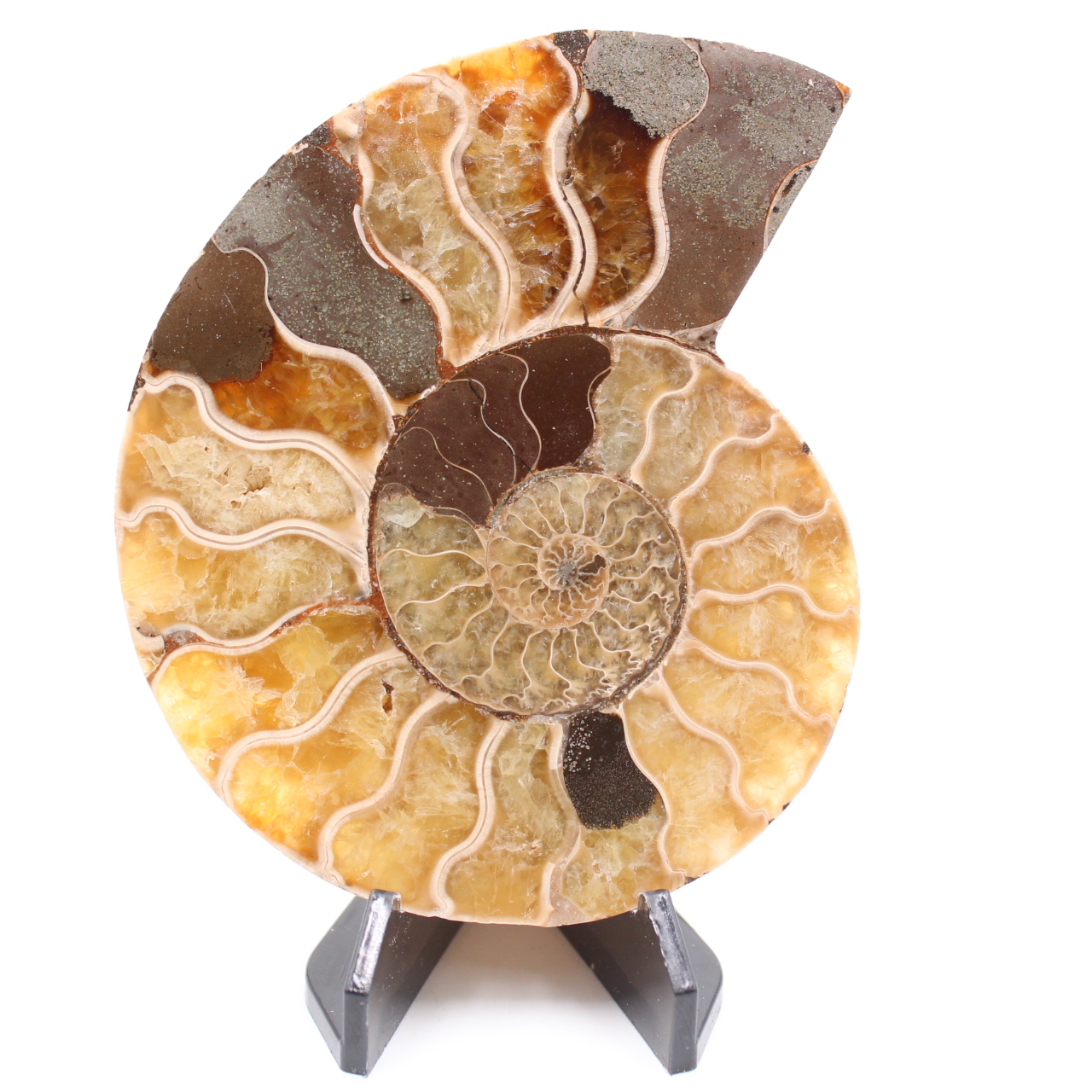 Fossile poli d'Ammonite
