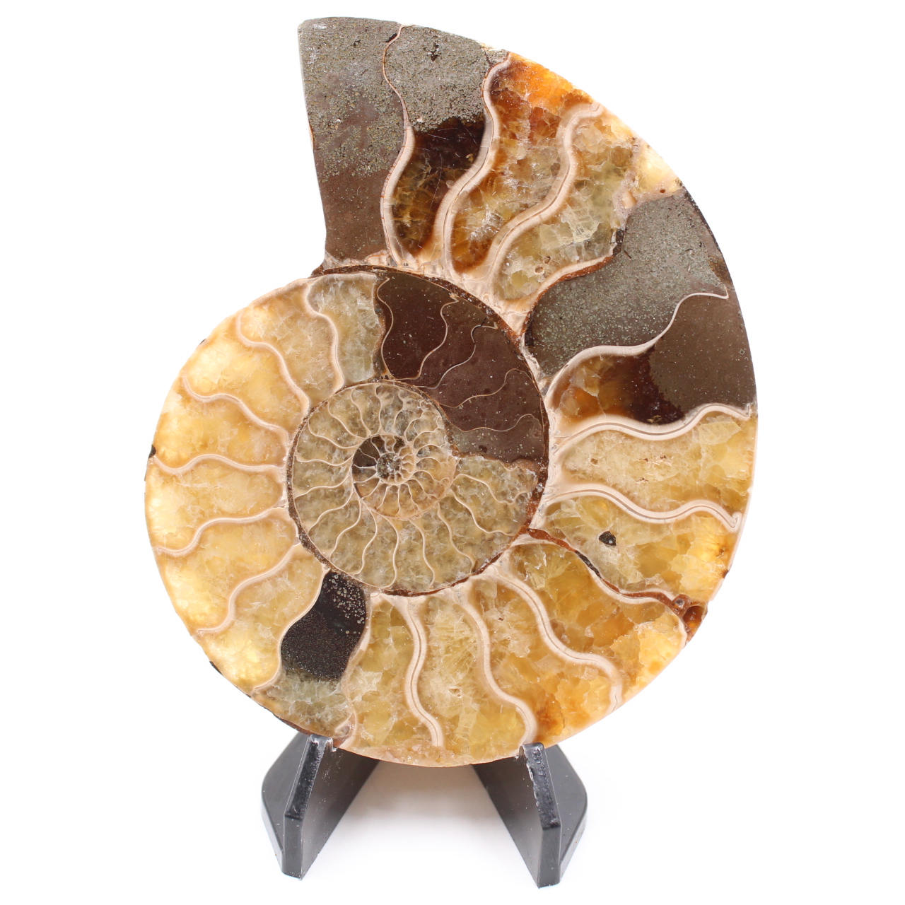 Fossile poli d'Ammonite