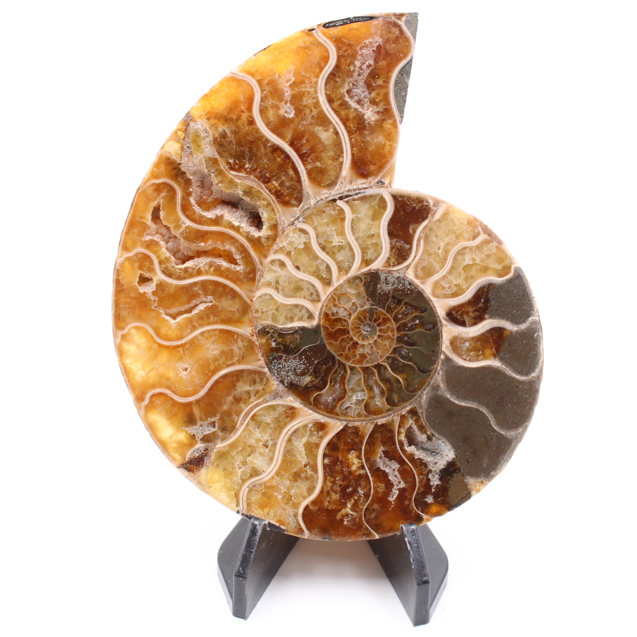 Fossile poli d'Ammonite