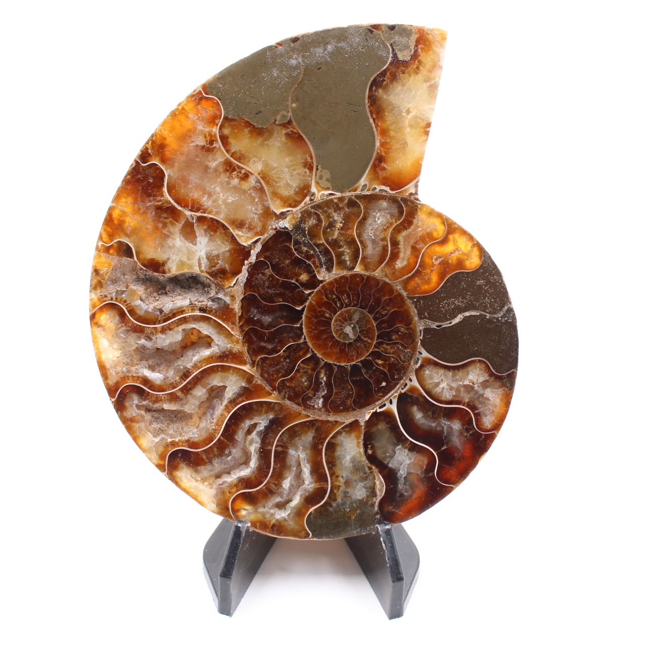 Fossile poli d'Ammonite