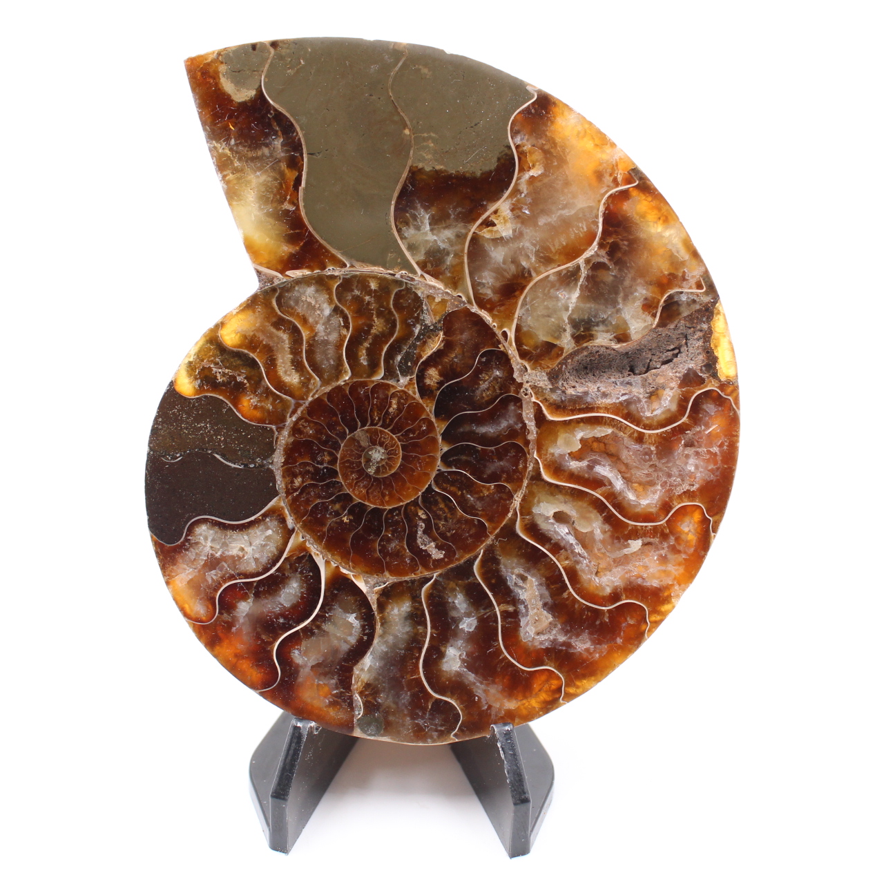 Fossile poli d'Ammonite