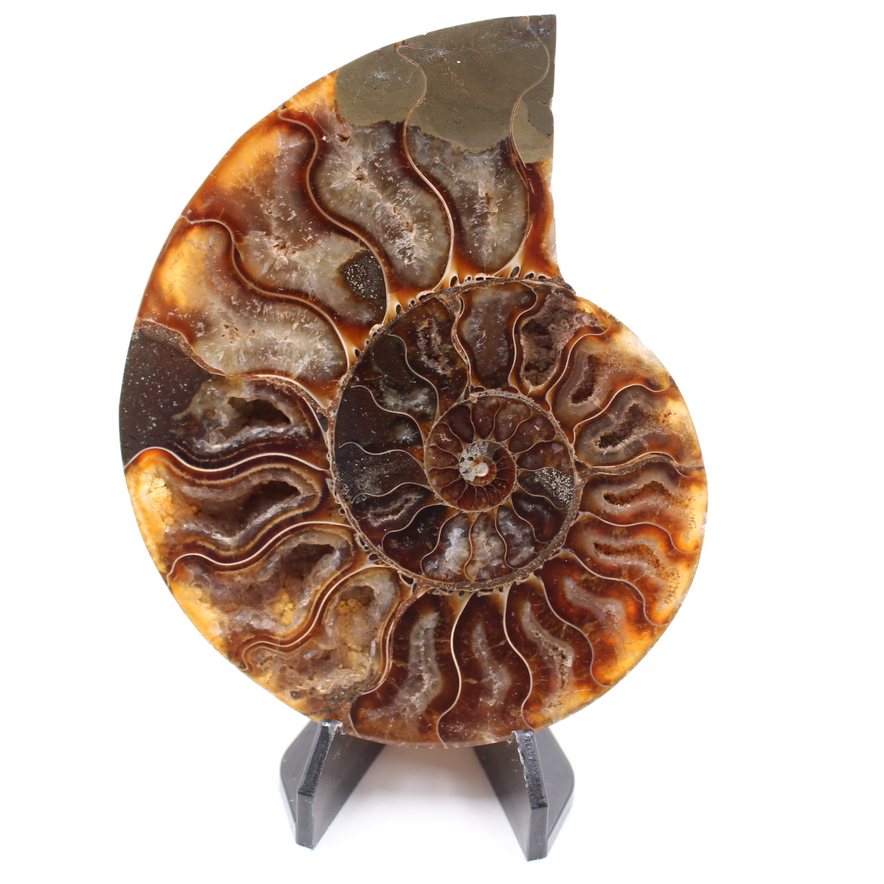 Fossile poli d'Ammonite