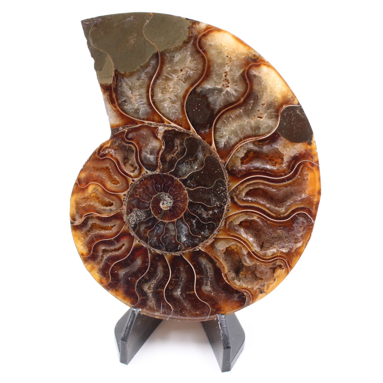 Fossile poli d'Ammonite
