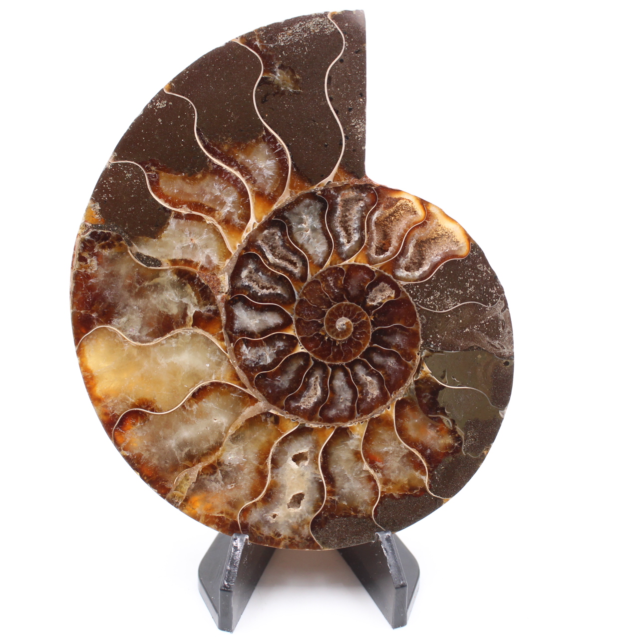 Fossile poli d'Ammonite