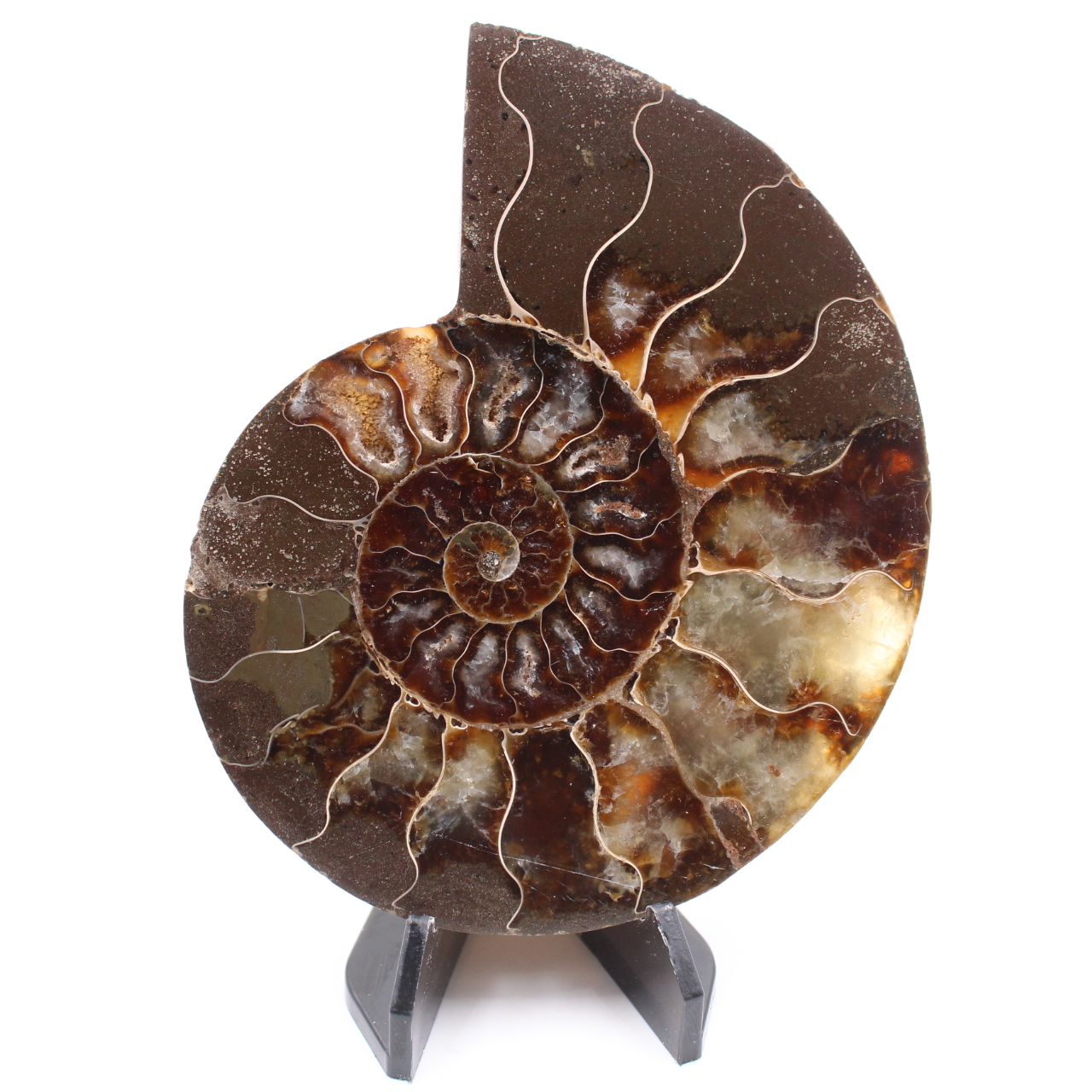 Fossile poli d'Ammonite