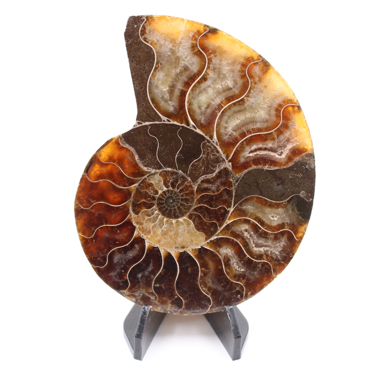 Fossile poli d'Ammonite