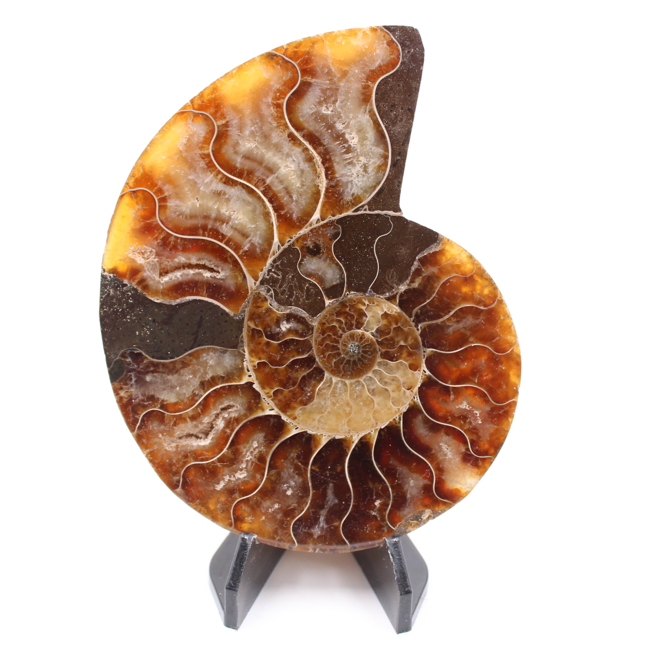 Fossile poli d'Ammonite