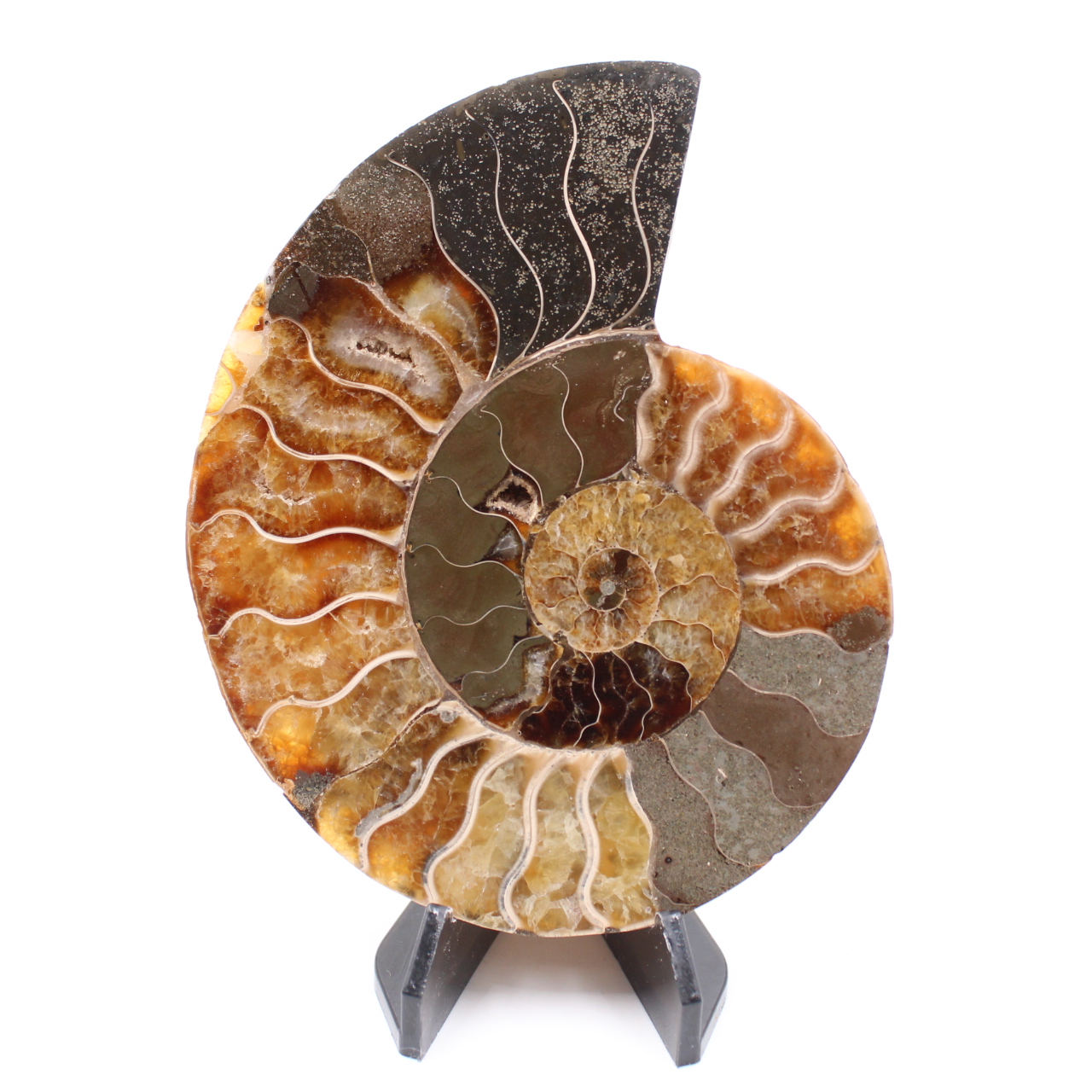 Fossile poli d'Ammonite