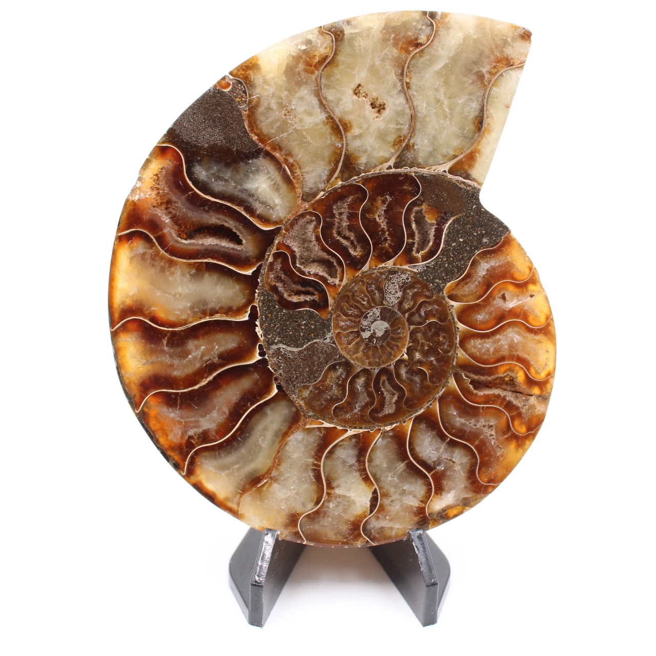 Fossile poli d'Ammonite