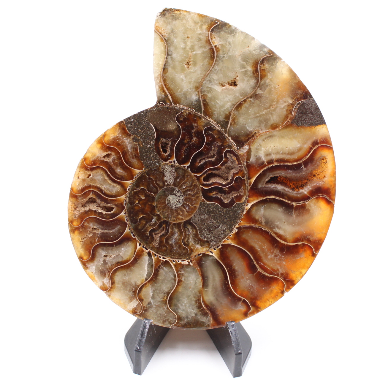 Fossile poli d'Ammonite