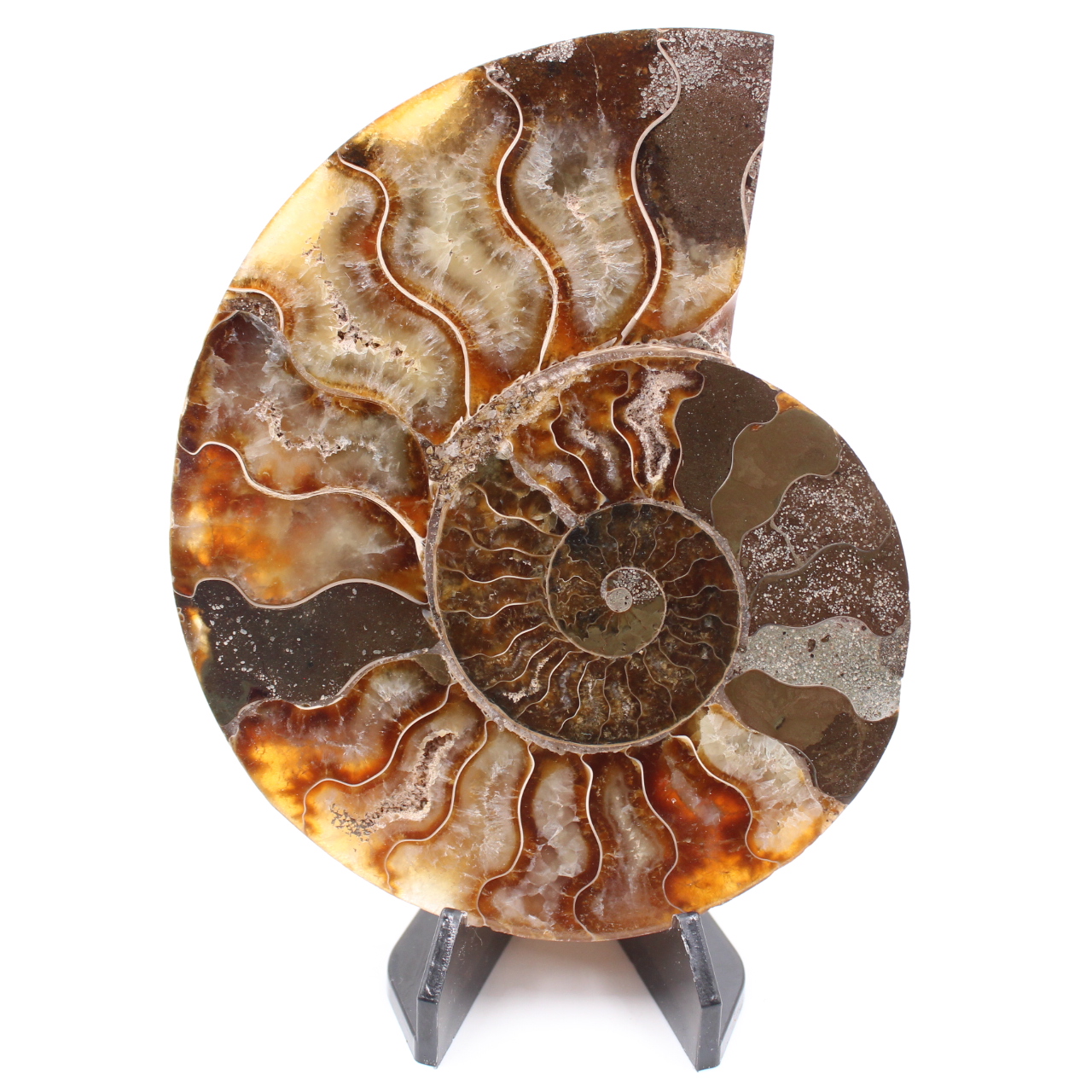 Fossile poli d'Ammonite