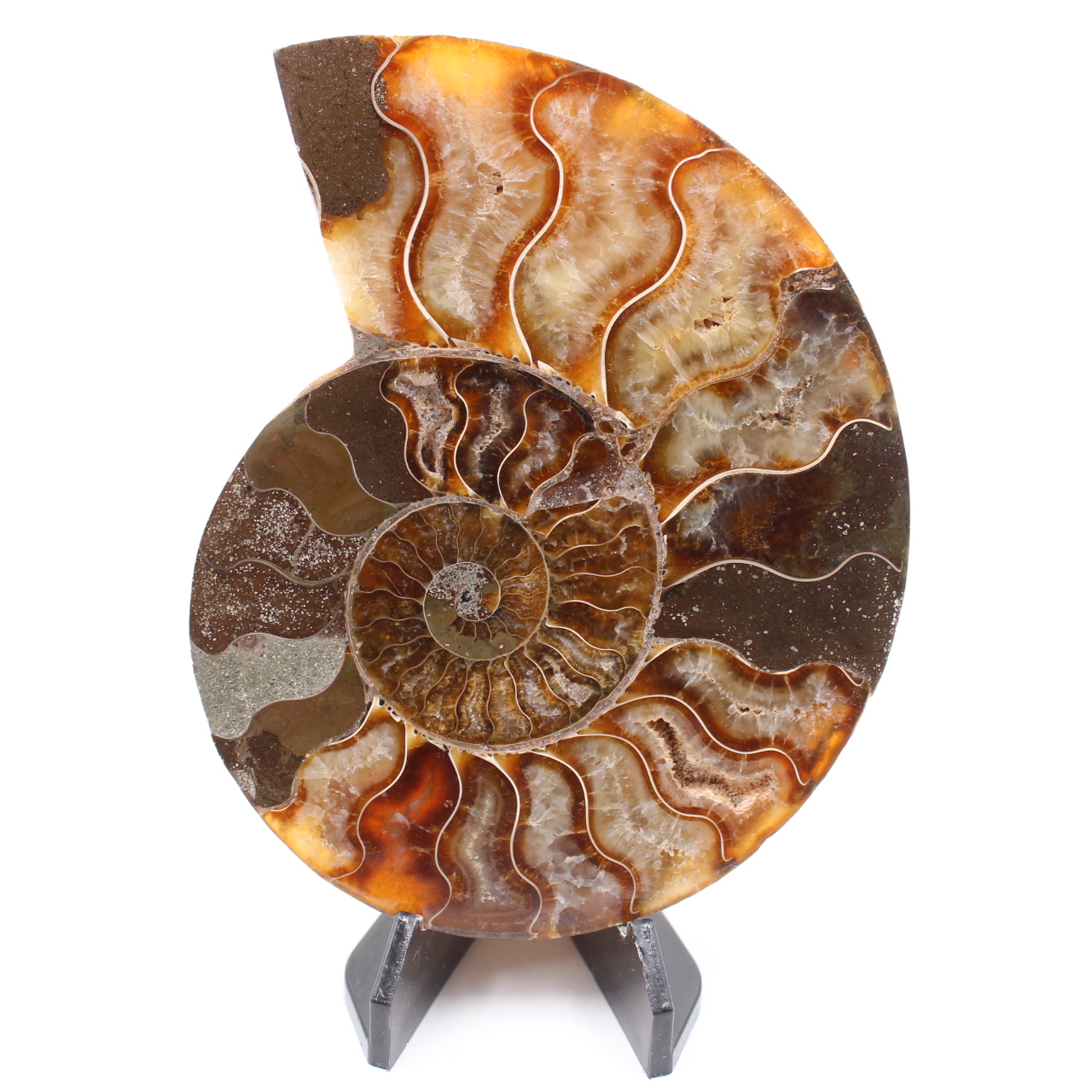 Fossile poli d'Ammonite