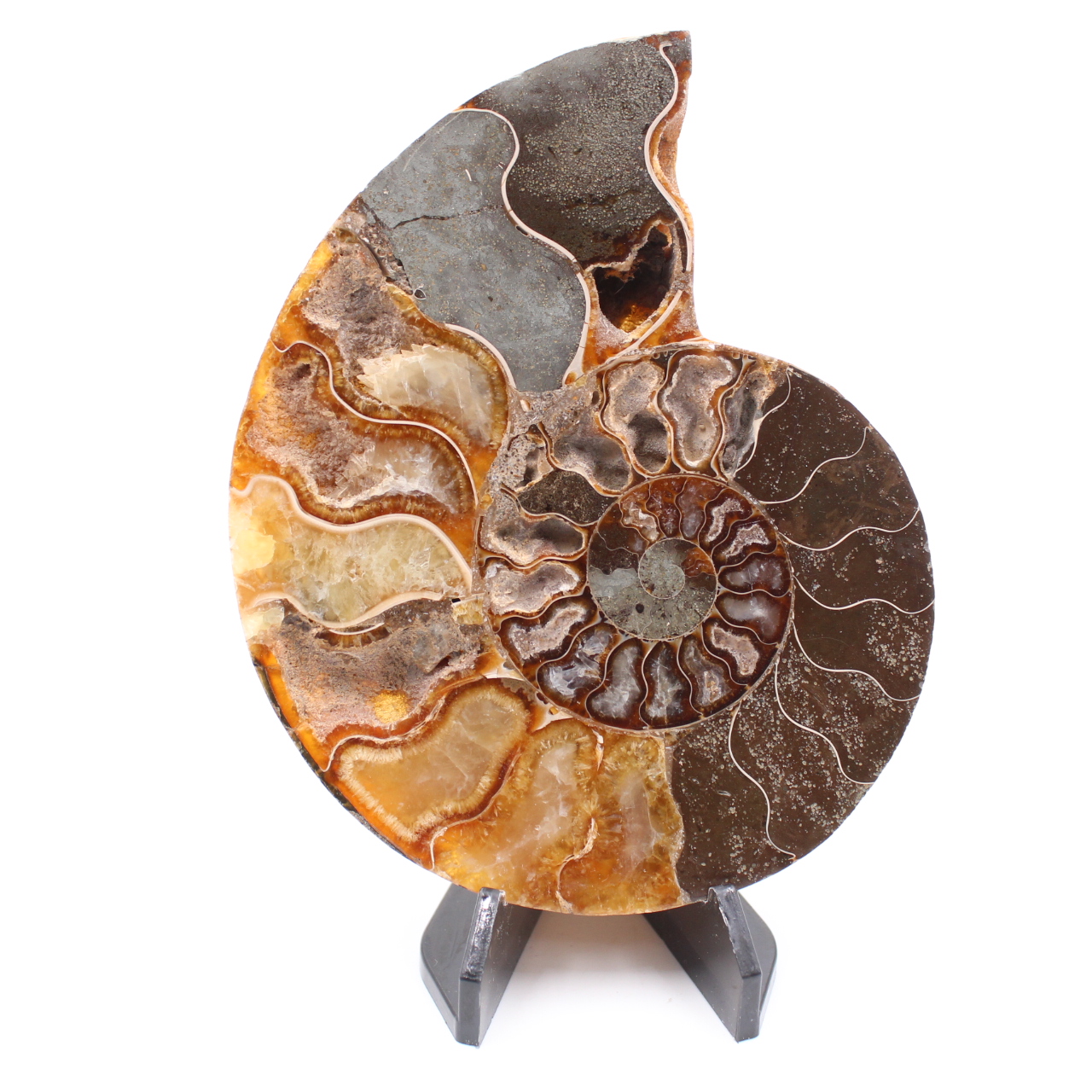Fossile poli d'Ammonite