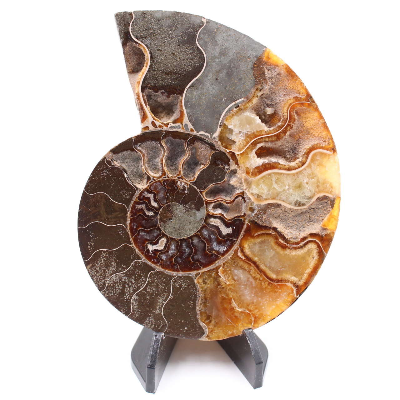 Fossile poli d'Ammonite