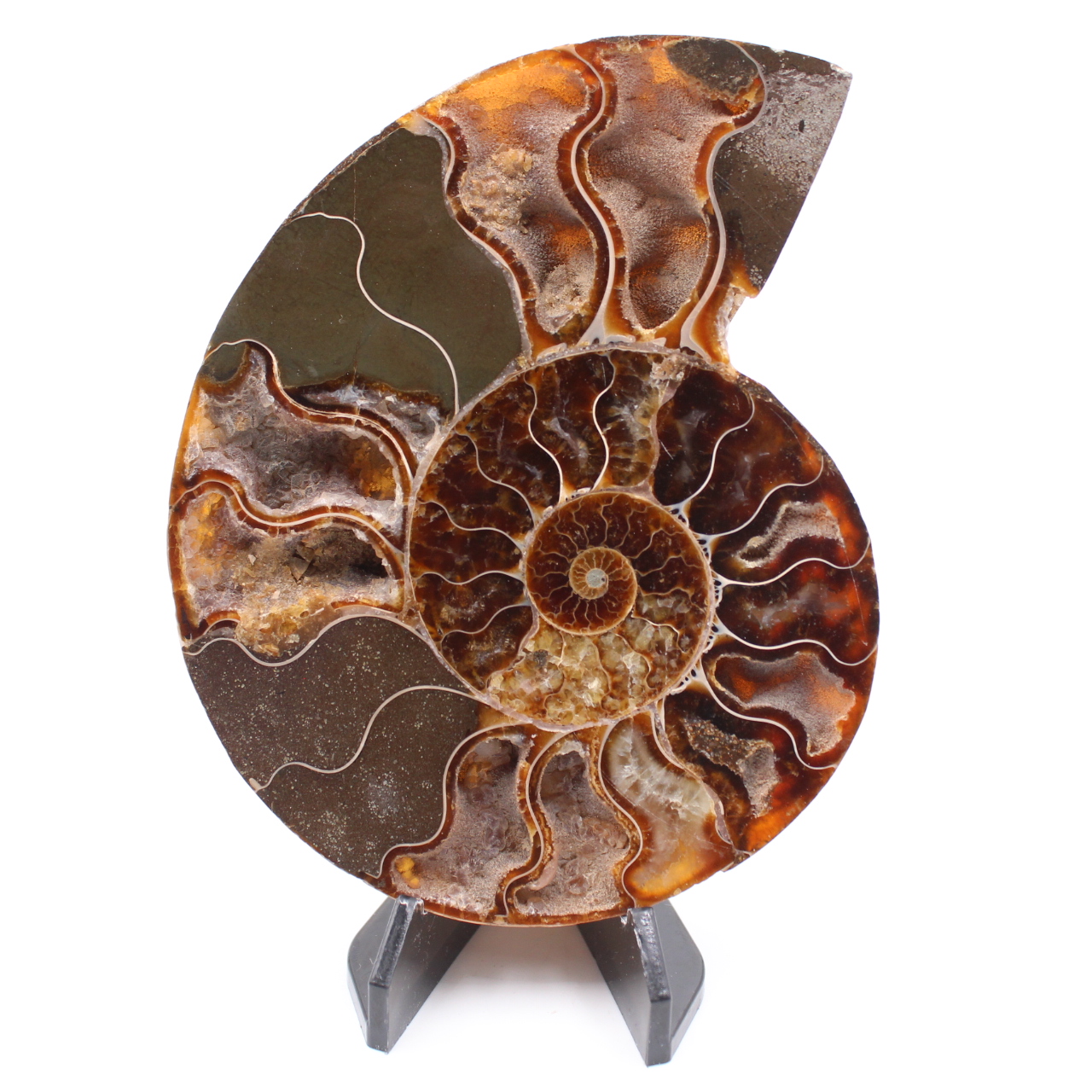 Fossile poli d'Ammonite