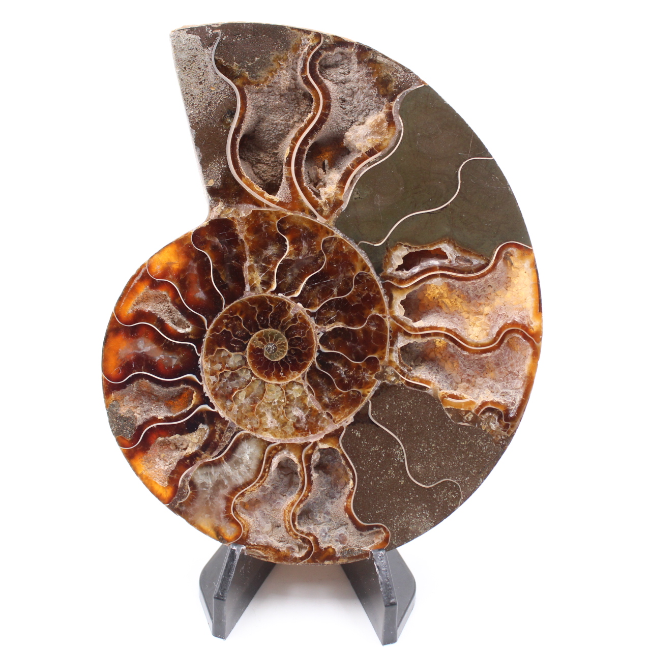 Fossile poli d'Ammonite