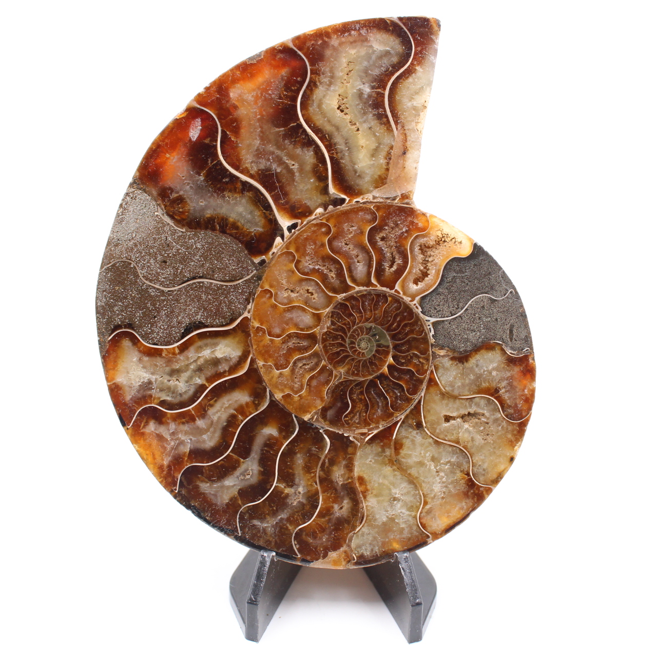 Fossile poli d'Ammonite