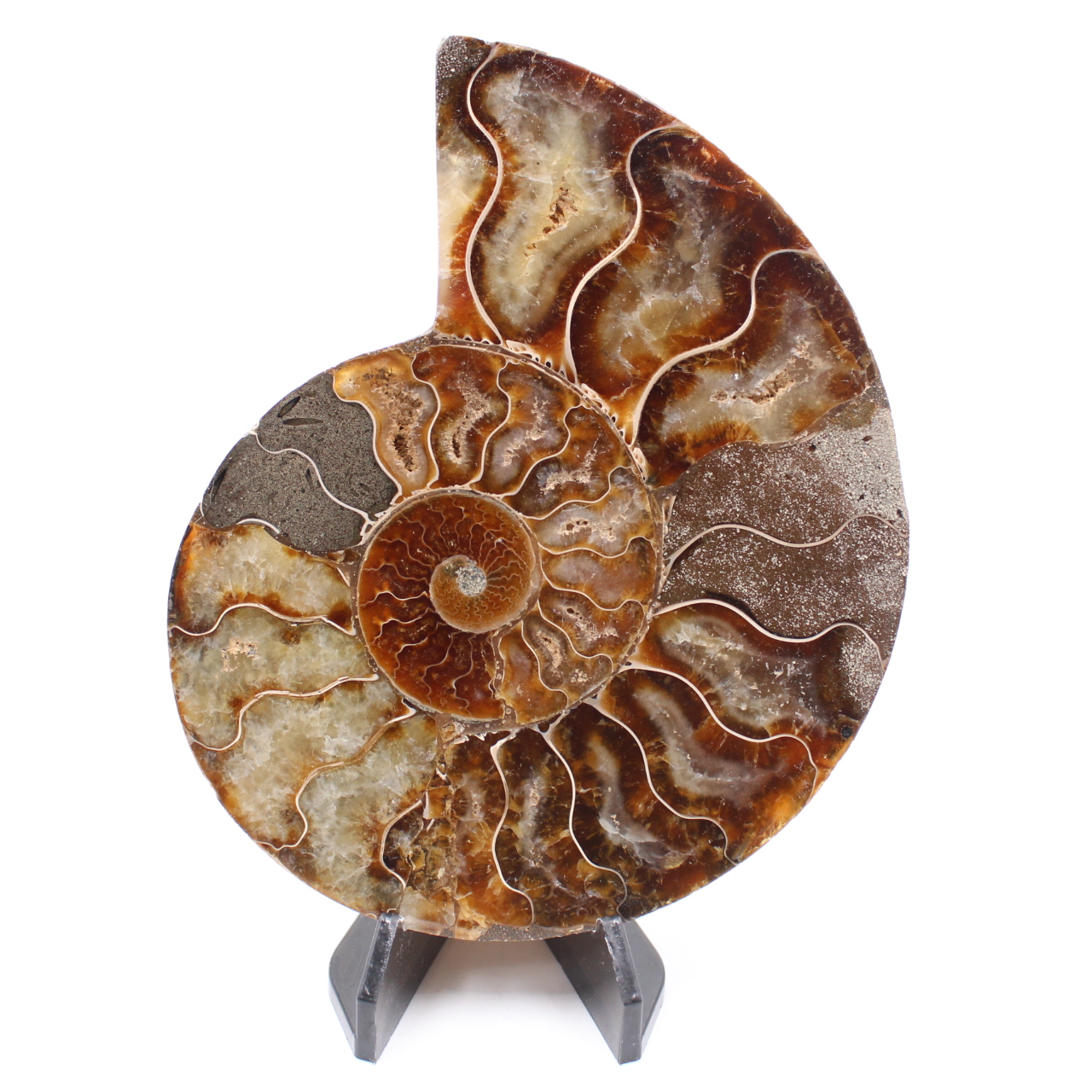 Fossile poli d'Ammonite