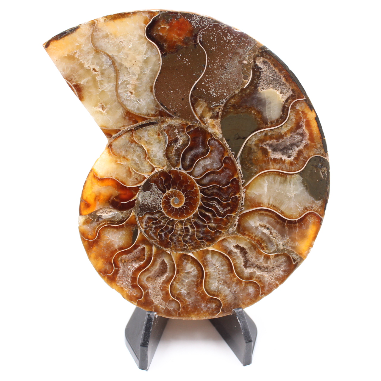 Fossile poli d'Ammonite