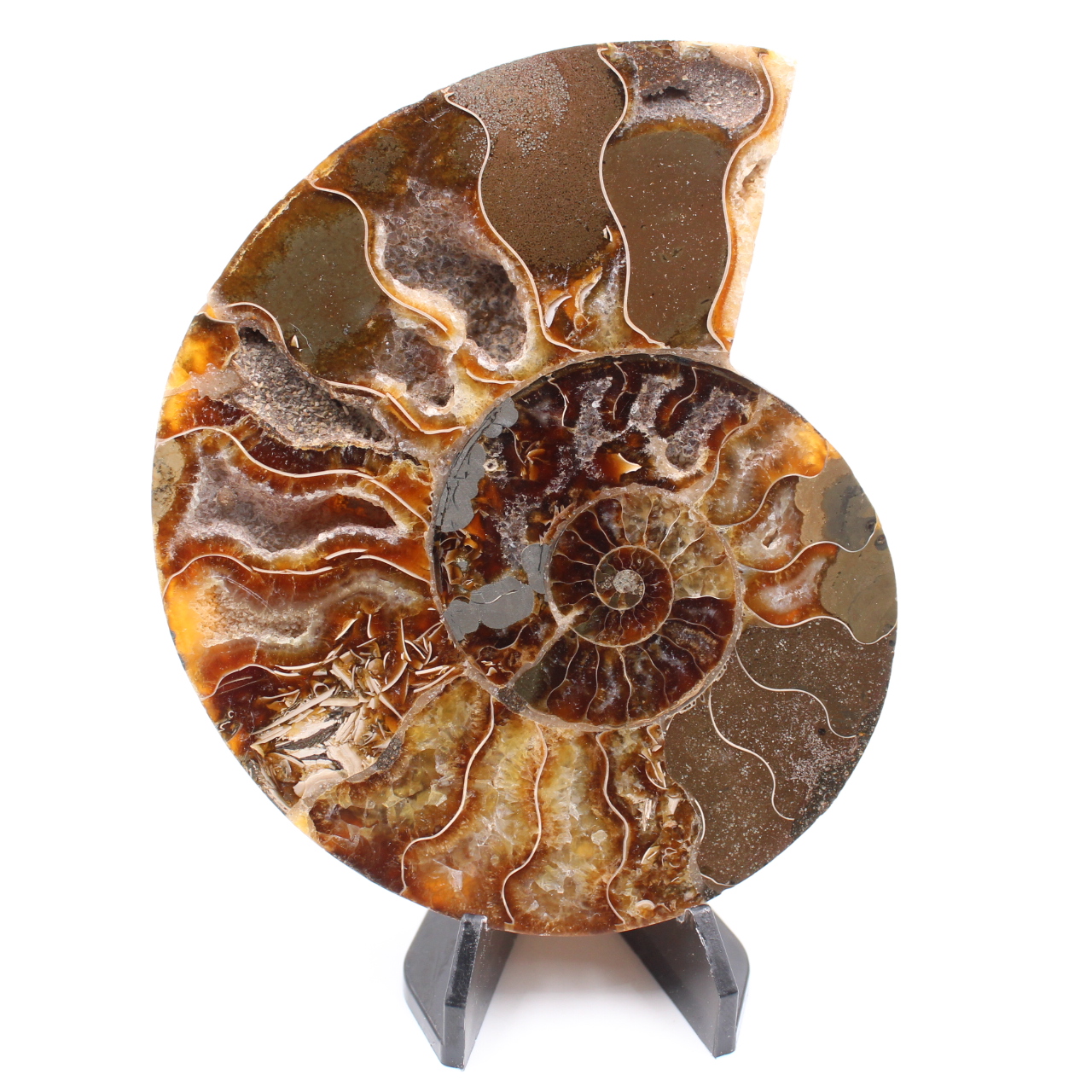 Fossile poli d'Ammonite