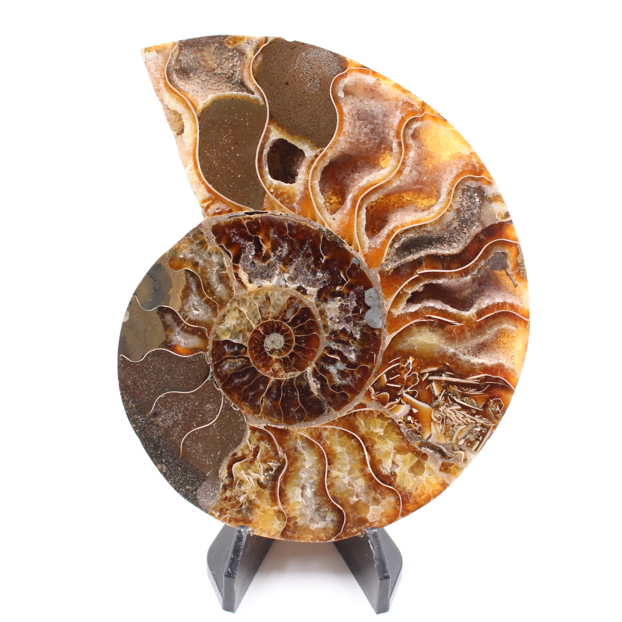 Fossile poli d'Ammonite