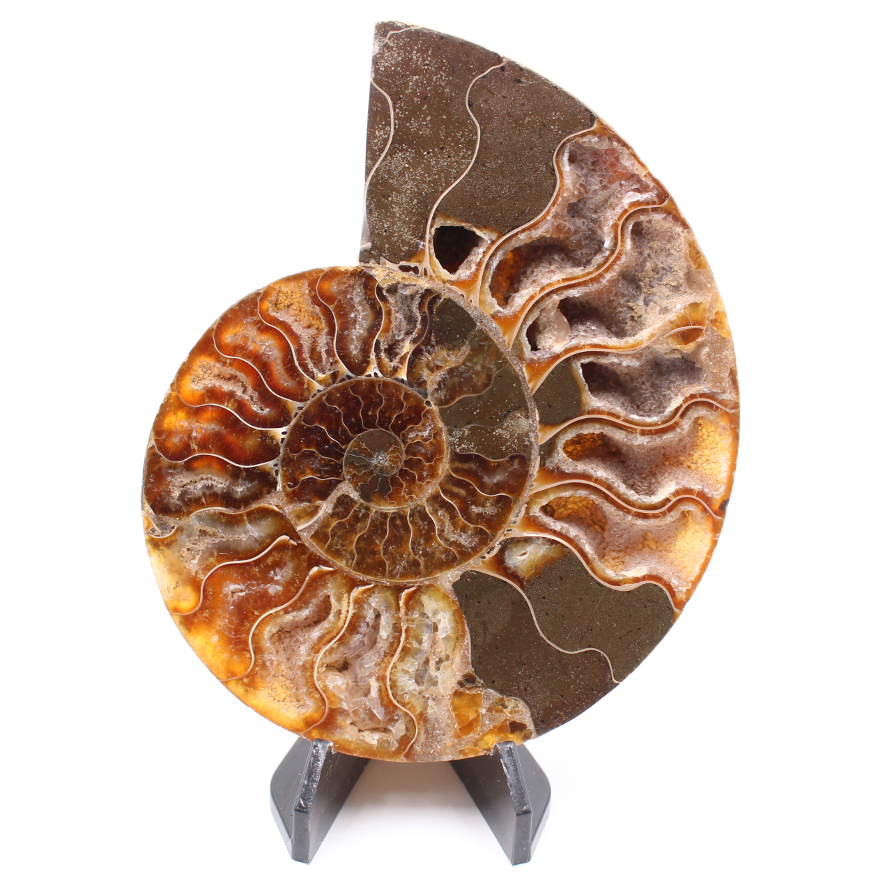 Fossile poli d'Ammonite