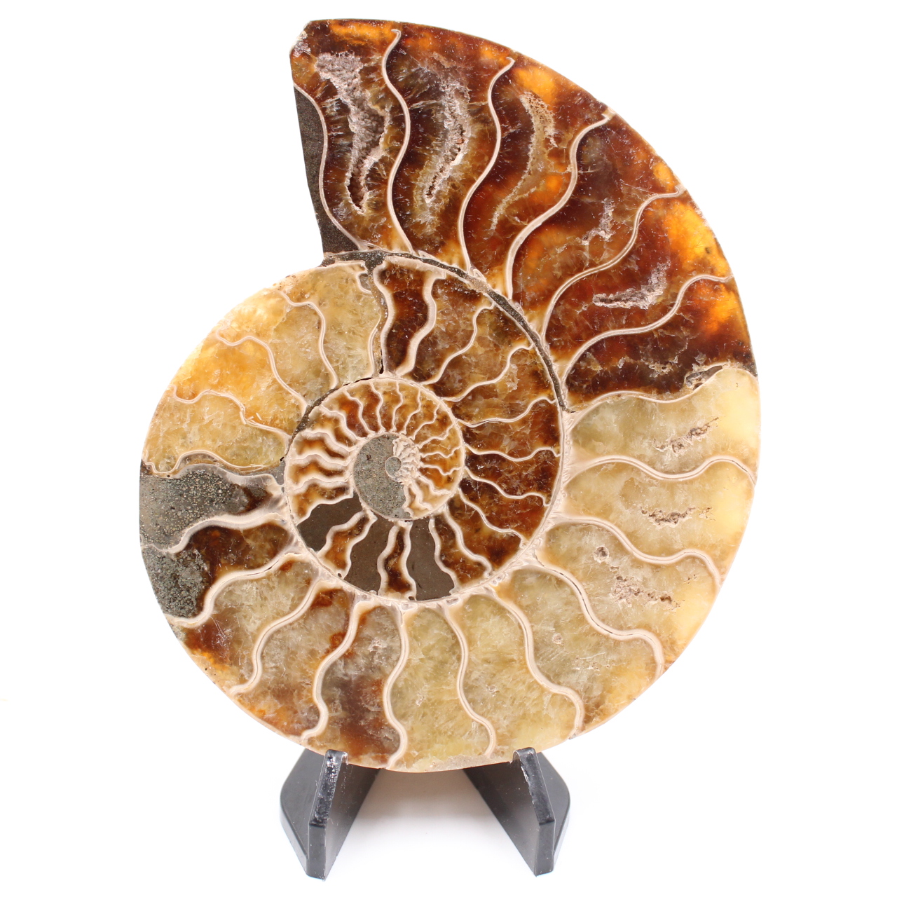 Fossile poli d'Ammonite
