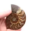 Fossile d'ammonite polie et sciée - 0