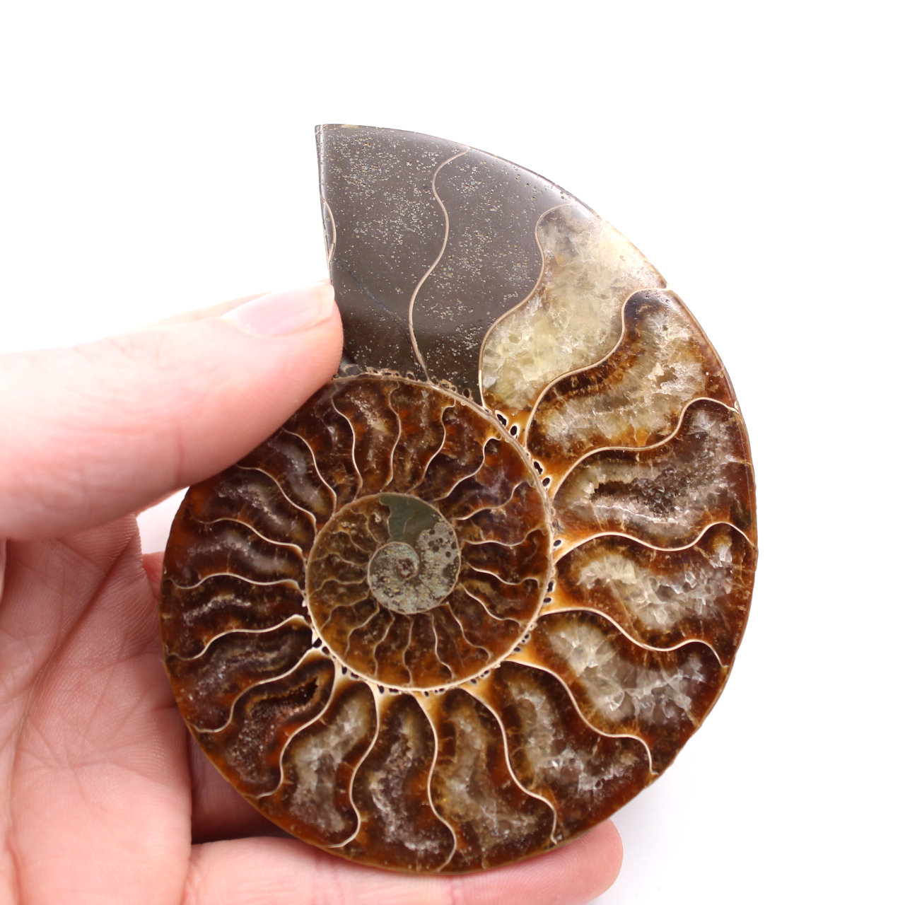 Fossile d'ammonite polie et sciée