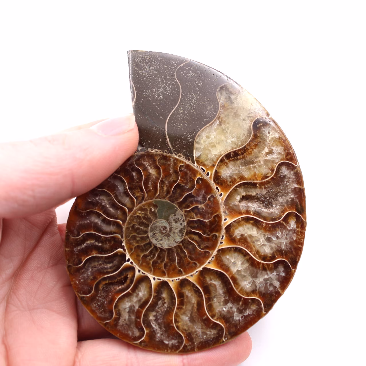 Fossile d'ammonite polie et sciée