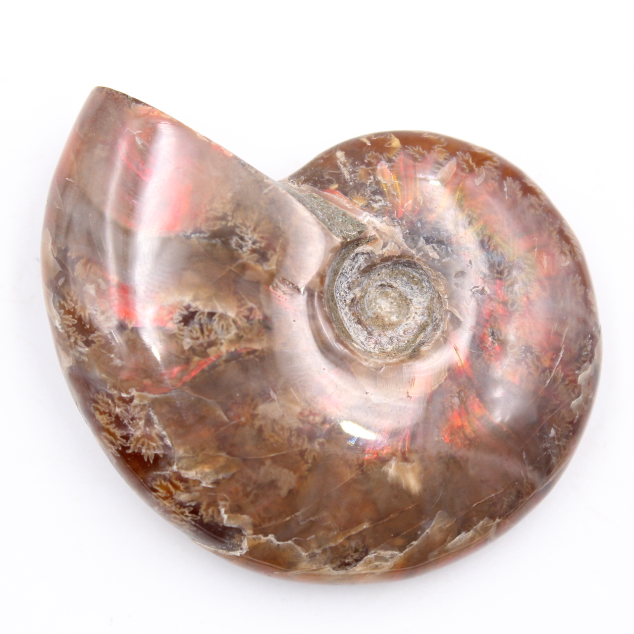Petite ammonite nacrée entière