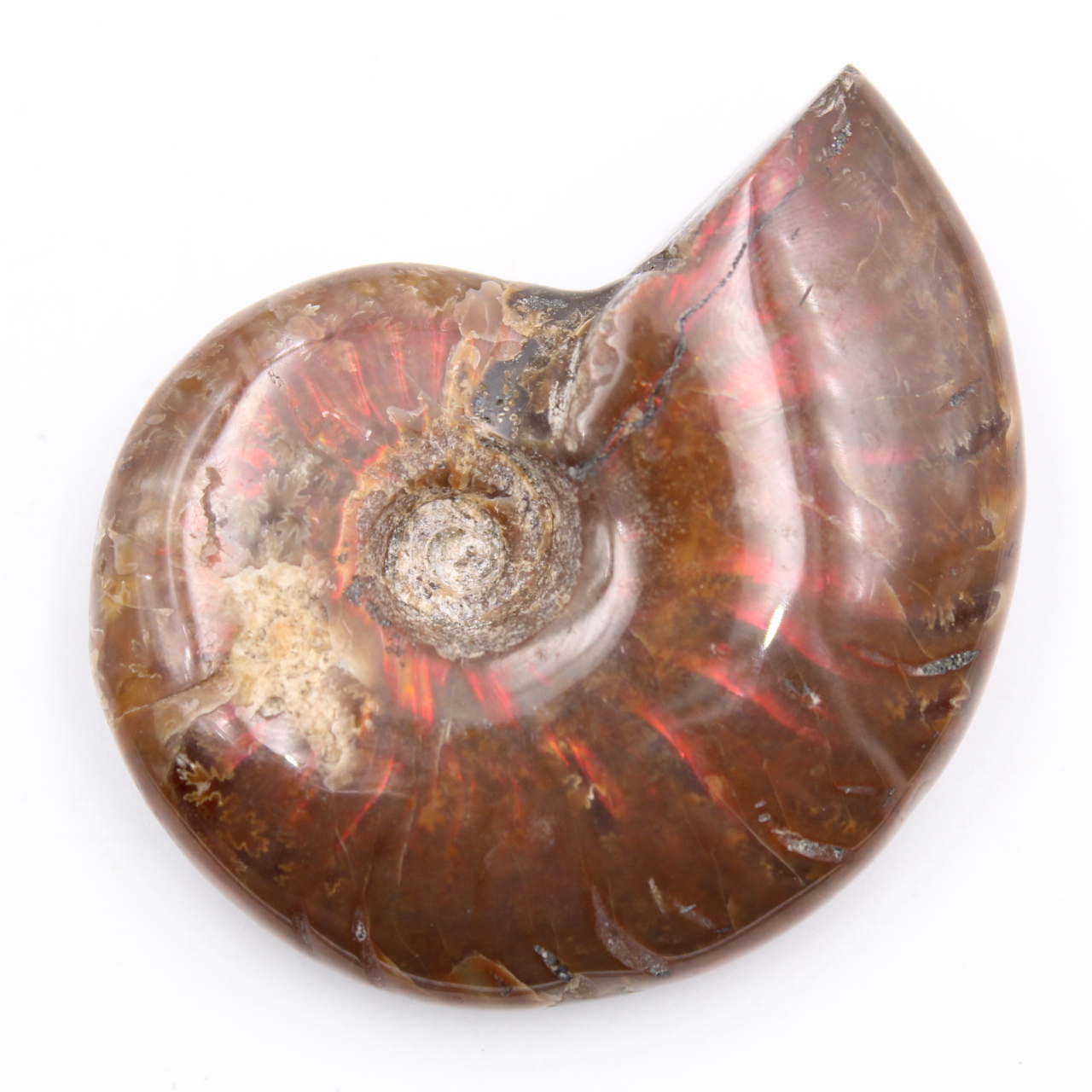Petite ammonite nacrée entière