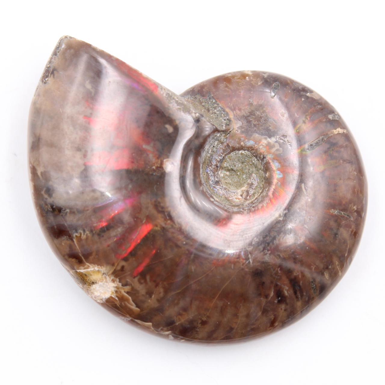 Petite ammonite nacrée entière