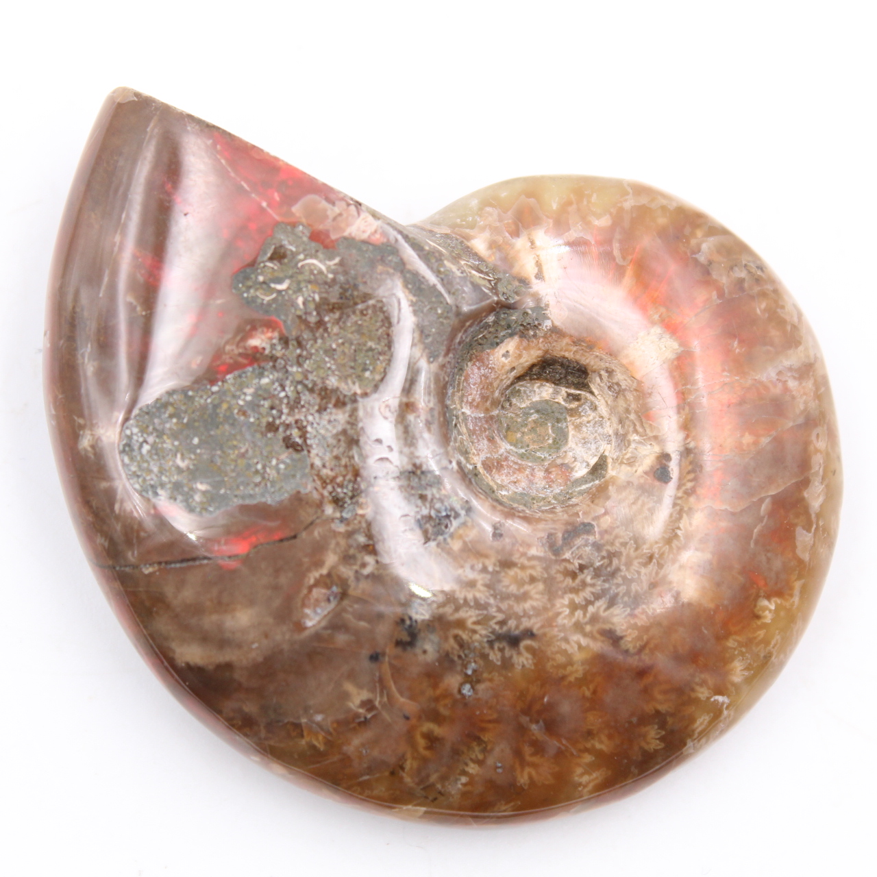 Petite ammonite nacrée entière