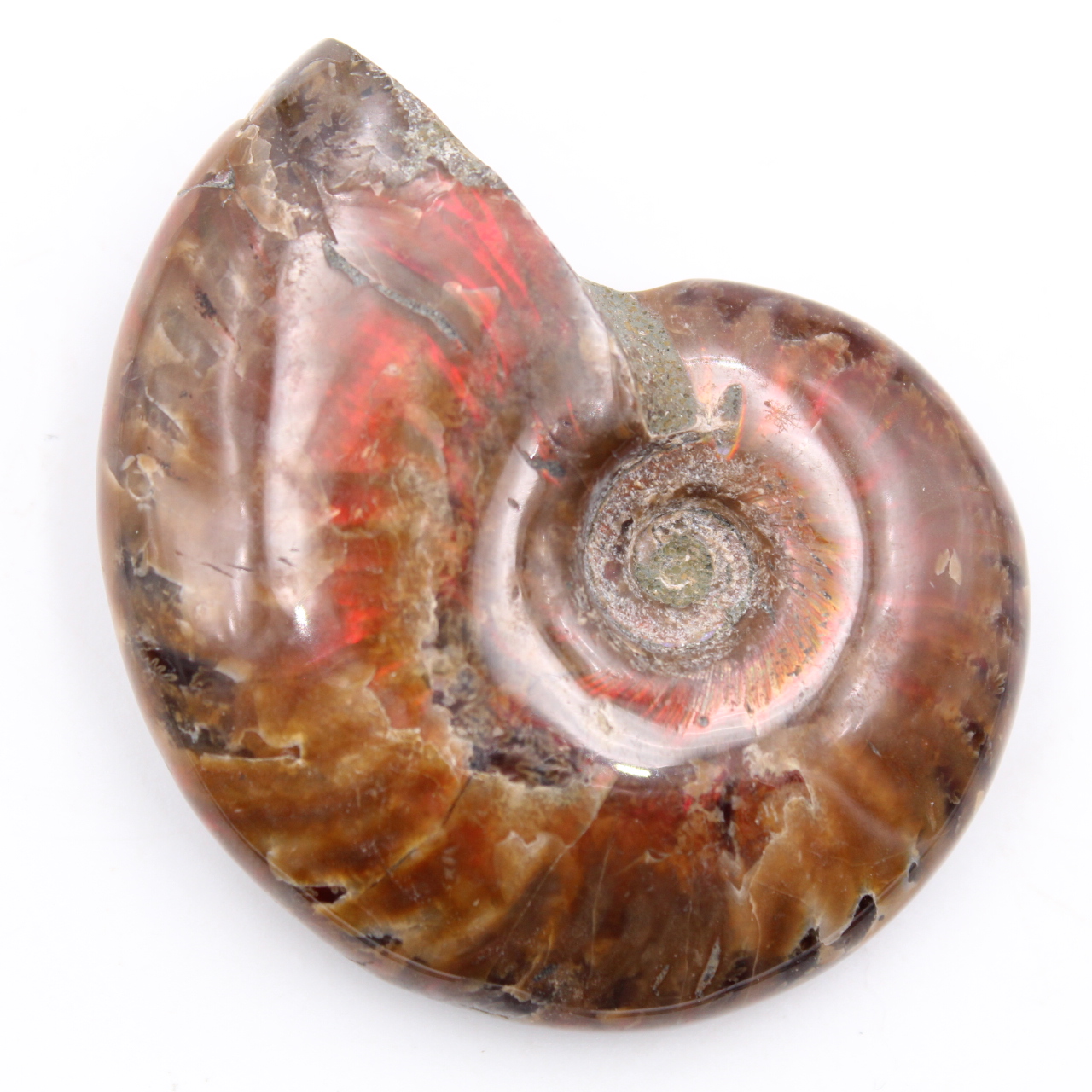 Petite ammonite nacrée entière