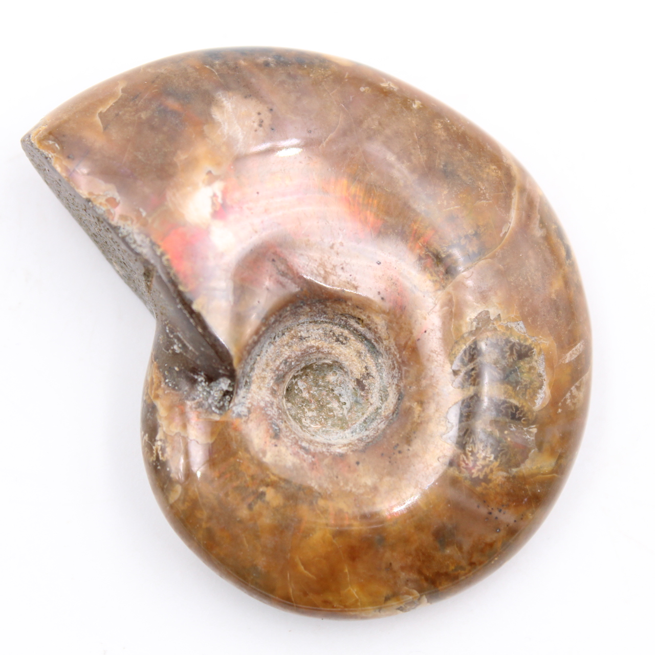 Petite ammonite nacrée entière