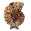 Ammonite coupée une pièce - 0